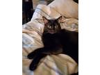 Adopt Sammie a Black (Mostly) Domestic Shorthair / Mixed (short coat) cat in