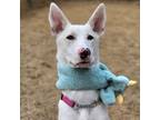 Adopt Pinko a White Jindo / Mixed dog in Vancouver, BC (40746377)