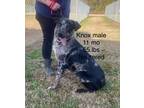 Adopt Knox a Merle Australian Cattle Dog / Mixed dog in Groton, MA (40746224)