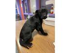 Adopt 55230430 a Black Labrador Retriever / Australian Cattle Dog / Mixed dog in
