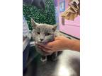 Adopt 54877299 a Gray or Blue Domestic Mediumhair / Mixed cat in El Paso