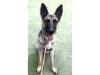 Adopt Brienne* a Black German Shepherd Dog / Mixed dog in El Paso, TX (40688194)