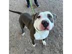 Adopt Tiny* a Gray/Blue/Silver/Salt & Pepper Pit Bull Terrier / Mixed dog in El