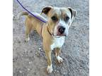 Adopt Tabitha* a Tan/Yellow/Fawn Pit Bull Terrier / Mixed dog in El Paso