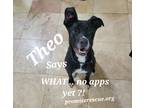 Adopt Theo a Black - with White German Shepherd Dog / American Staffordshire