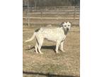 Adopt Rainbo a White - with Black Mixed Breed (Medium) / Mixed dog in Groton
