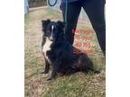 Adopt Midnight a Black - with White Border Collie / Mixed dog in Groton