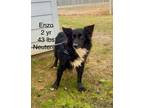 Adopt Enzo a Black - with White Border Collie / Mixed dog in Groton