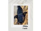 Adopt Otto a Black Collie / Labrador Retriever dog in Lukeville, AZ (39252001)