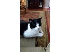 Adopt LITTLE BIT a Black & White or Tuxedo Domestic Shorthair (short coat) cat
