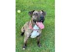 Adopt Isaac a American Pit Bull Terrier / Mixed dog in Carrollton, KY (40593321)