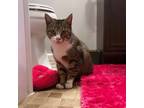 Adopt Pixie a Brown Tabby Domestic Shorthair (short coat) cat in Bryn Mawr