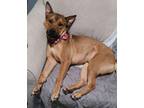 Adopt Barry a German Shepherd Dog / Mixed Breed (Medium) / Mixed dog in Warren