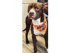 Adopt Parker a American Pit Bull Terrier / Mixed dog in Henderson, KY (39200189)