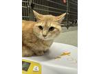 Adopt Elsa a Orange or Red (Mostly) Domestic Shorthair cat in Grand Rapids