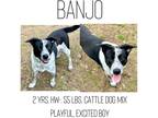 Adopt Banjo a Mixed Breed (Medium) / Mixed dog in Albany, GA (40745221)