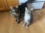 Adopt Oskar and McCrae a Domestic Mediumhair / Mixed cat in Oakland