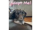 Adopt Tina a Black Great Dane / Mixed dog in Tehachapi, CA (40734520)
