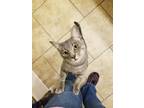 Adopt WILLOW GRAY a Spotted Tabby/Leopard Spotted Domestic Shorthair cat in