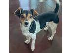 Adopt Champ a Tricolor (Tan/Brown & Black & White) Jack Russell Terrier / Parson