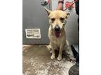 Adopt Chase a Brindle Shepherd (Unknown Type) / Mixed Breed (Medium) / Mixed