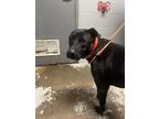 Adopt Stella Vanilla a Black Labrador Retriever / Mixed dog in Mayfield