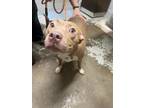 Adopt Miss Piggy Penny a Tan/Yellow/Fawn American Pit Bull Terrier / Mixed dog
