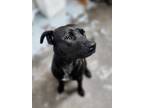 Adopt RoRo a Black Retriever (Unknown Type) / Mixed dog in Greenville