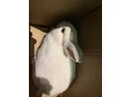 Adopt Jules a White Other/Unknown / Other/Unknown / Mixed rabbit in Montreal