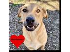 Adopt Rufus a Red/Golden/Orange/Chestnut Black Mouth Cur / Golden Retriever /