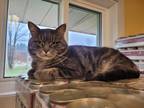 Adopt Johnny Cash a Gray or Blue Domestic Shorthair / Domestic Shorthair / Mixed
