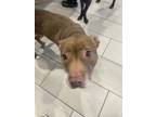 Adopt Juliet a Brown/Chocolate American Pit Bull Terrier / Mixed dog in Daytona