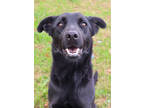 Adopt Roomba a Black Rottweiler / Shepherd (Unknown Type) / Mixed dog in