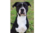 Adopt Hulk a Black Mixed Breed (Large) / Mixed dog in Thomasville, GA (40261374)