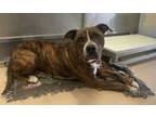 Adopt 23-500D Amelie a Brindle Boxer / Mixed dog in Thibodaux, LA (40717960)