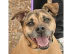 Adopt Eli a Brown/Chocolate Labrador Retriever / Mixed dog in Palm Coast