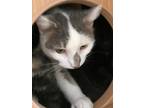 Adopt Cherokee a White Domestic Shorthair / Domestic Shorthair / Mixed cat in