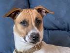 Adopt Tiki a Tricolor (Tan/Brown & Black & White) Mutt / Pit Bull Terrier /
