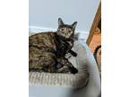 Adopt Victoria a Tortoiseshell Domestic Shorthair (short coat) cat in Fork