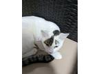 Adopt Daniel a White (Mostly) Domestic Shorthair (short coat) cat in Fork Union
