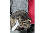 Adopt Dany a Brown Tabby Scottish Fold (medium coat) cat in Fork Union