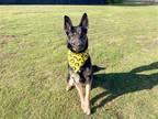 Adopt CHEETO a Black German Shepherd Dog / Mixed dog in Tustin, CA (40530089)