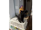 Adopt Midnight a All Black British Shorthair (short coat) cat in Fork Union