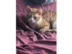 Adopt Milo a Orange or Red (Mostly) Domestic Shorthair (short coat) cat in Fork