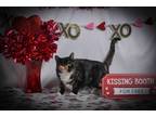 Adopt Marilyn a Calico or Dilute Calico Domestic Shorthair (short coat) cat in