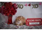 Adopt Fluffy Tail a Orange or Red Tabby Domestic Mediumhair (medium coat) cat in