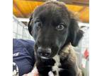 Adopt Twinkle a Mixed Breed (Medium) / Mixed dog in Rancho Santa Fe
