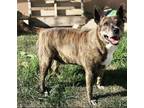 Adopt Rihanna a Brindle - with White Terrier (Unknown Type