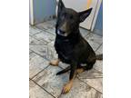 Adopt Chella a Black German Shepherd Dog / Mixed dog in Cave Creek