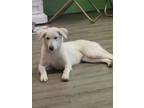 Adopt Frankie - GSD female a White German Shepherd Dog / Mixed dog in Boulder